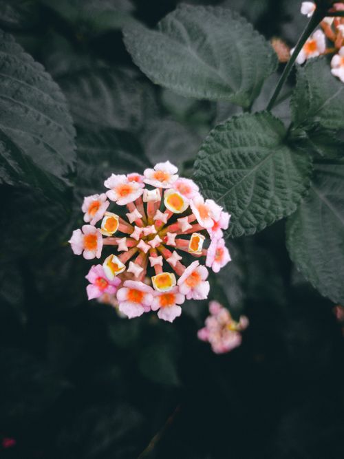 Free A vivid close-up of a Lantana flower against a dark green backdrop, showcasing its colorful petals. Stock Photo