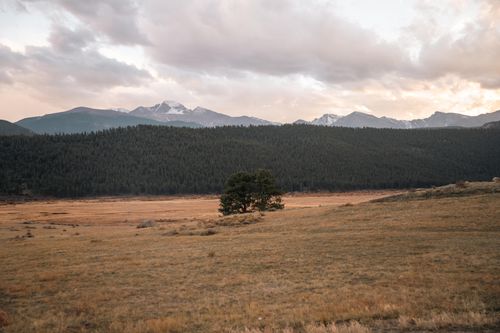 Mountain Meadow Landscape