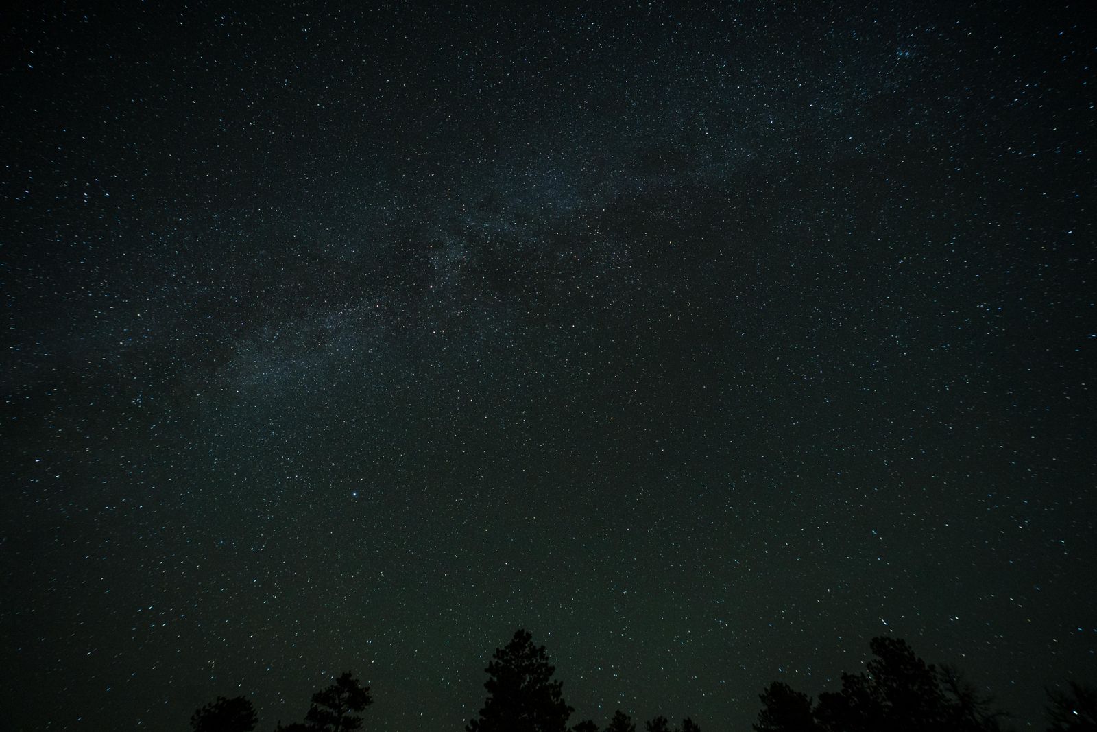 Silhouette of Trees Under a Starry Sky · Free Stock Photo