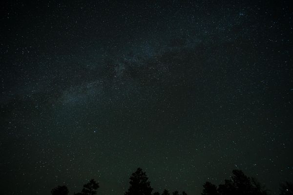 Silhouette of Trees Under a Starry Sky · Free Stock Photo