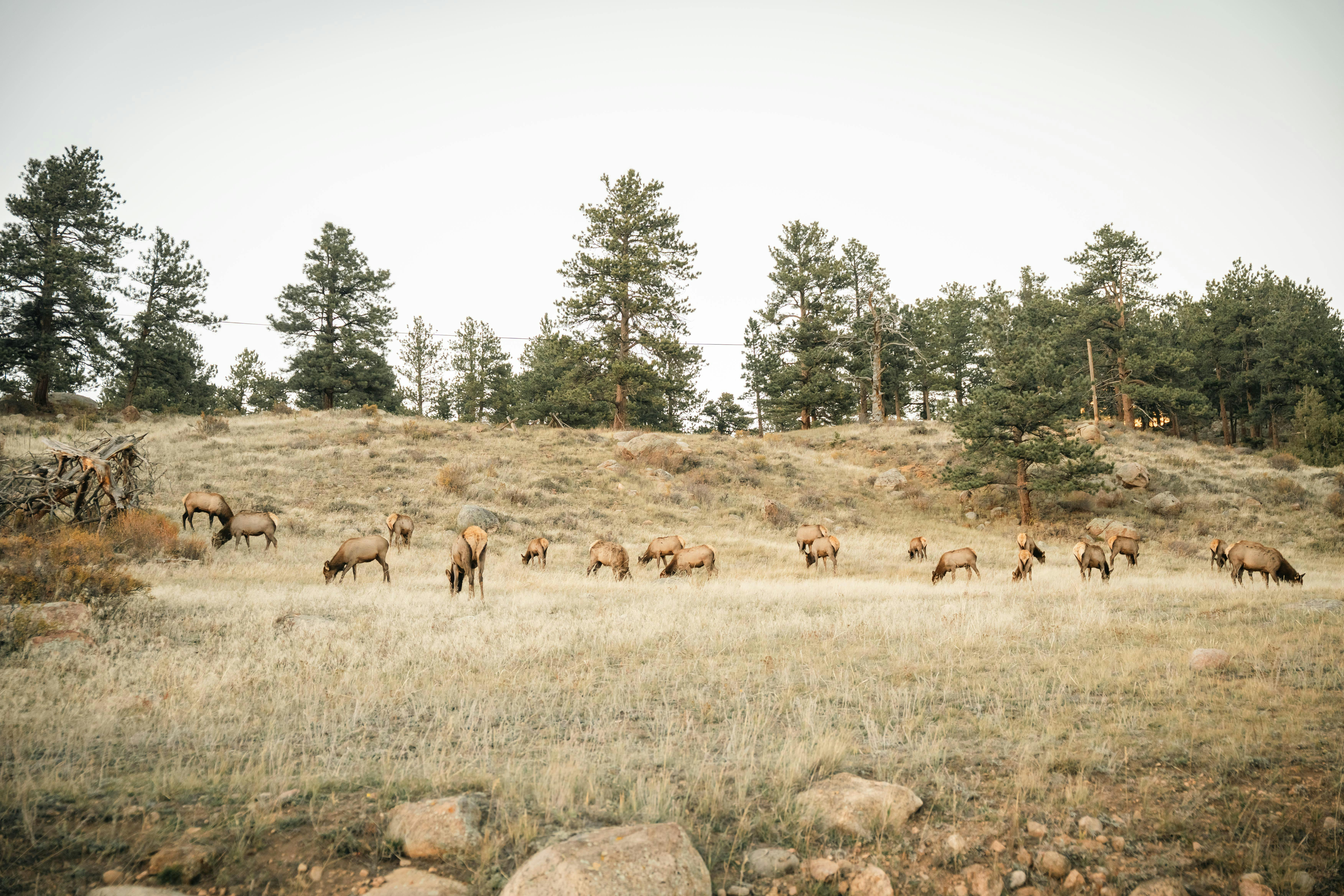 New Mexico