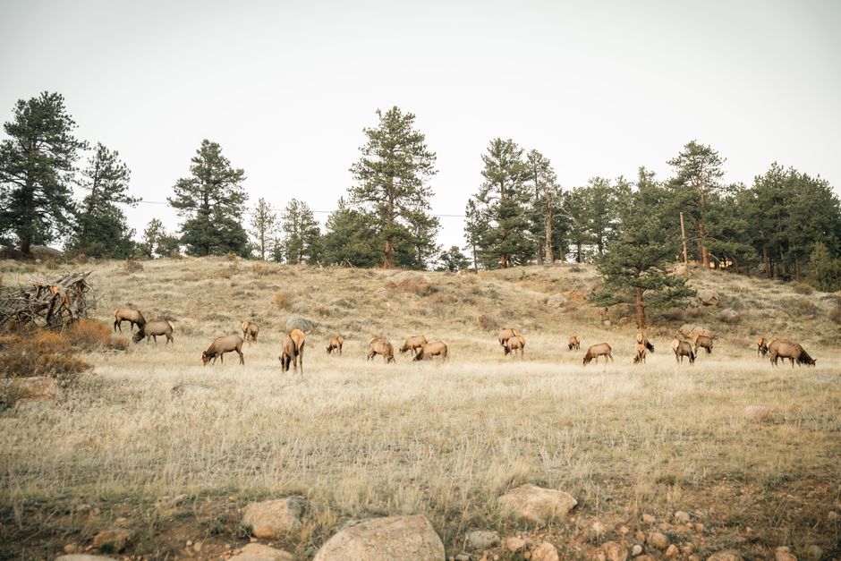 Watch Elk from a Safe Distance things to do in packwood wa