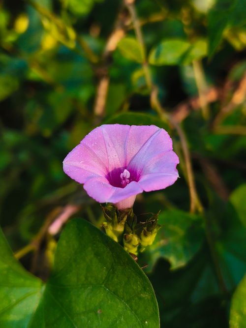 Free Close-up of a vivid pink morning glory flower surrounded by lush green leaves, captured in natural daylight. Stock Photo