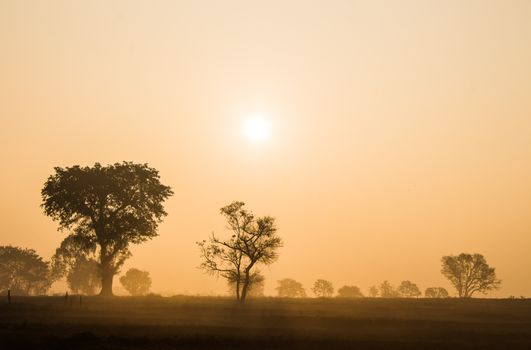 Beautiful sunrise over a tranquil landscape with silhouetted trees and calming mist.