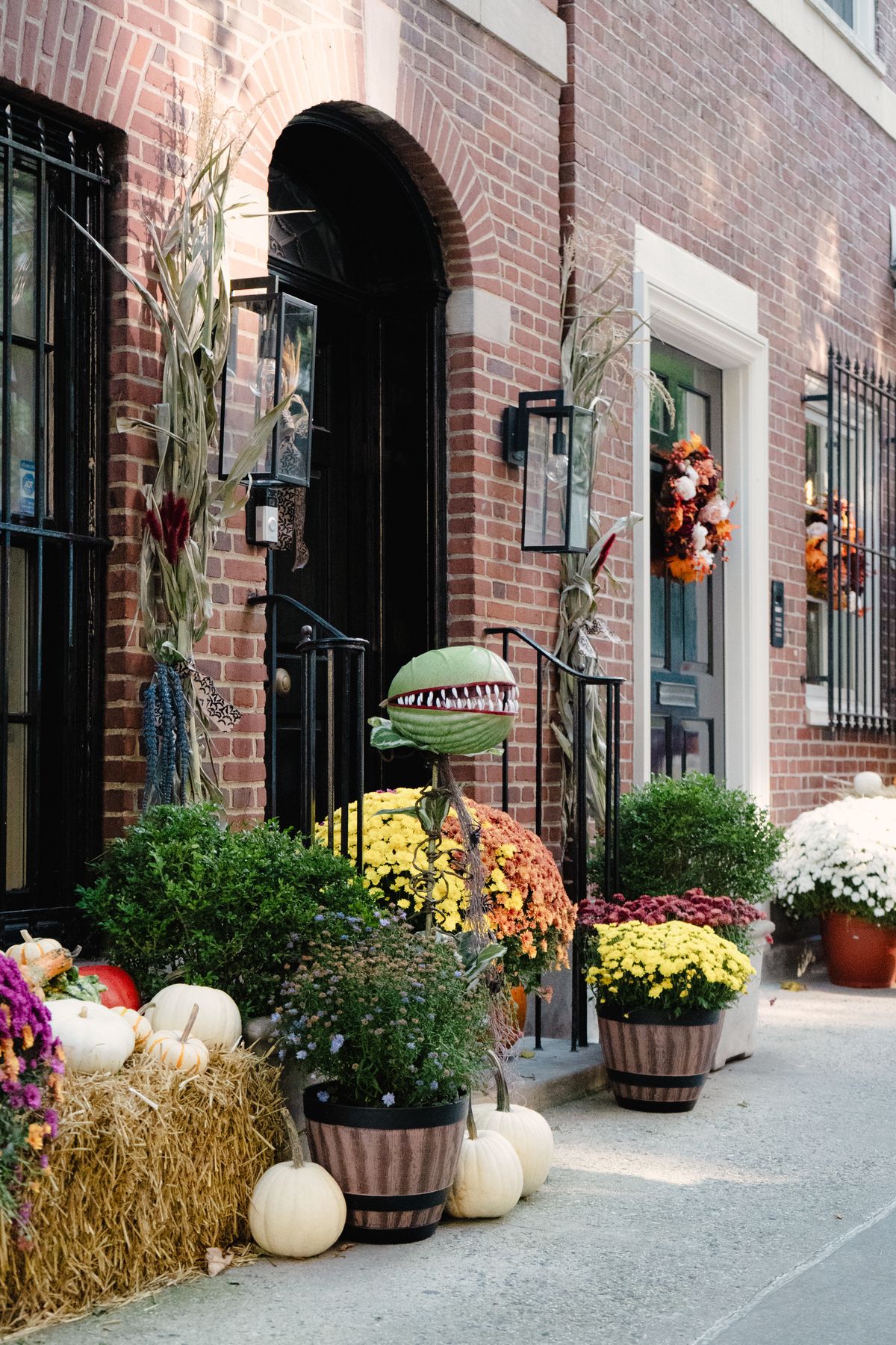 Rustic autumn doorstep with mums, pumpkins, and corn stalks