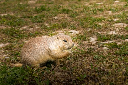Free Closeup of a prairie dog eating in a South Dakota grassland habitat. Stock Photo