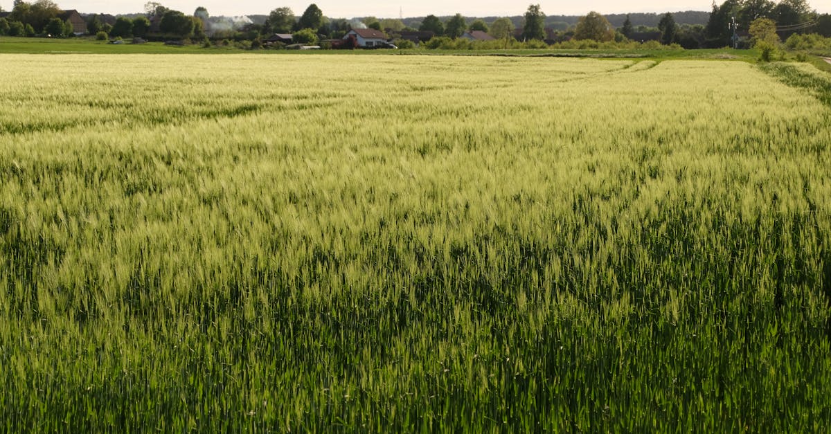 Foto profissional gratuita de @exterior, agricultura, agronegócio, ao ...