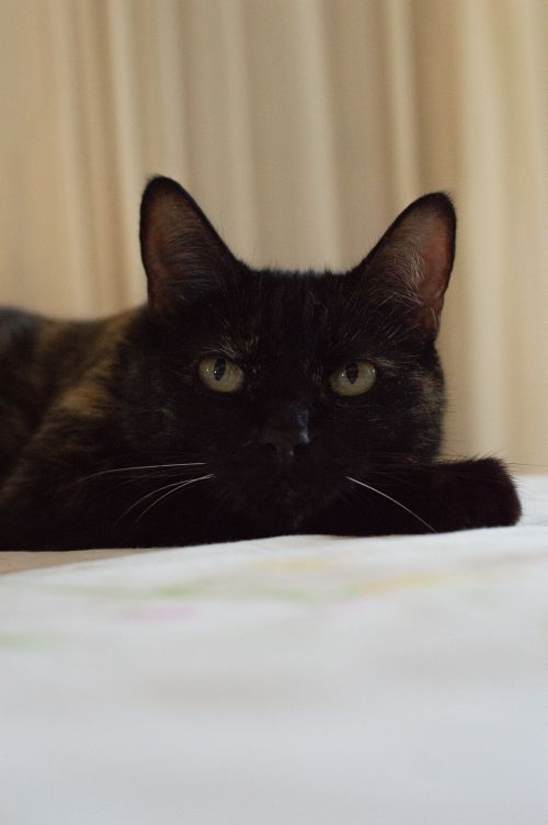Free A serene domestic cat lying on a bed, gazing directly at the camera. Stock Photo