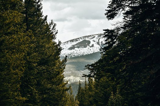 Scenic view of a snow-covered mountain seen through dense evergreen forests in Colorado.