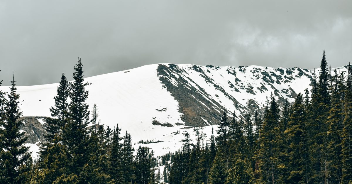 Scenic view of a snow-covered peak framed by evergreen trees in Colorado.