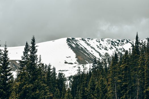 Scenic view of a snow-covered peak framed by evergreen trees in Colorado.