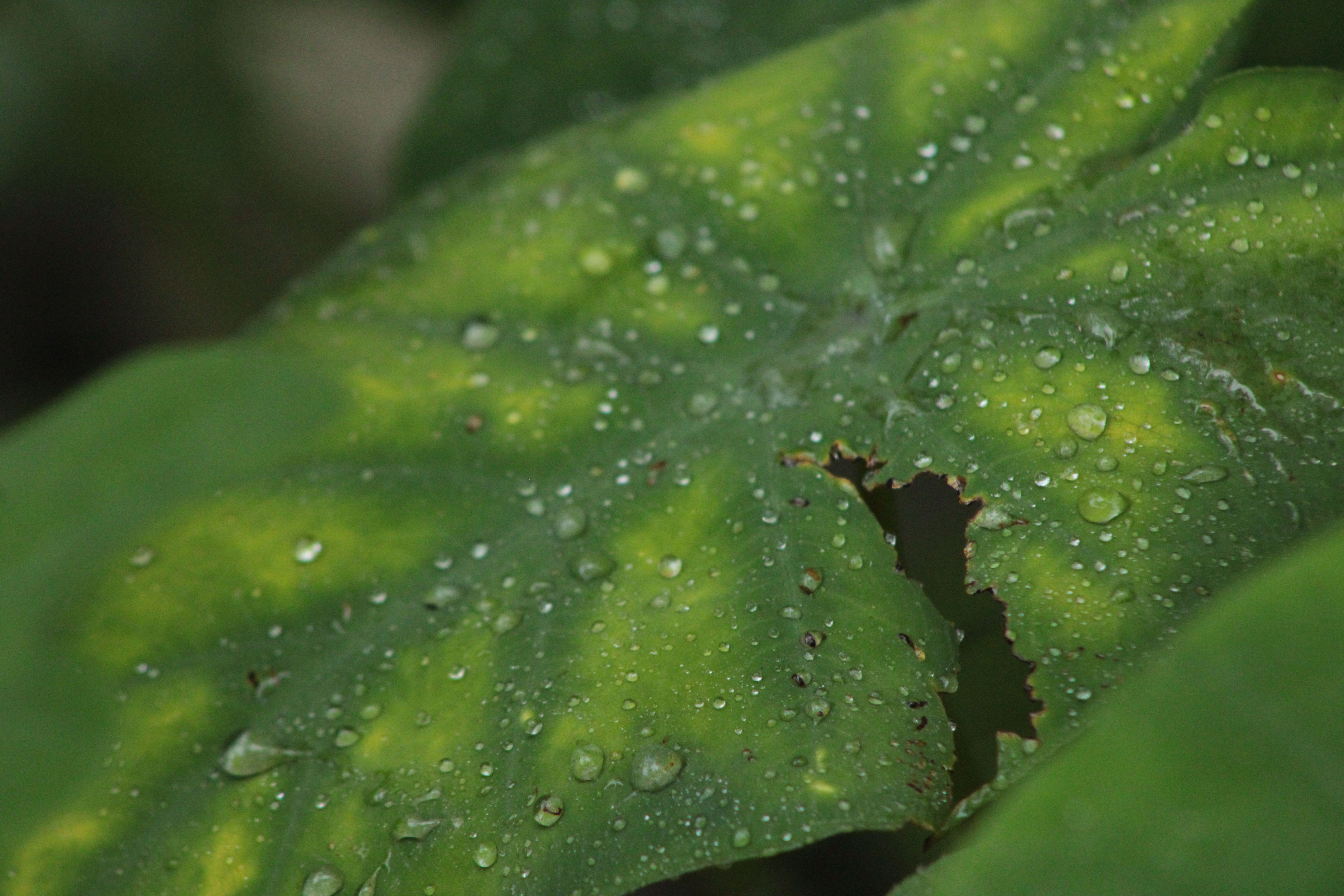Close-Up of Dew on Tropical Green Leaves · Free Stock Photo