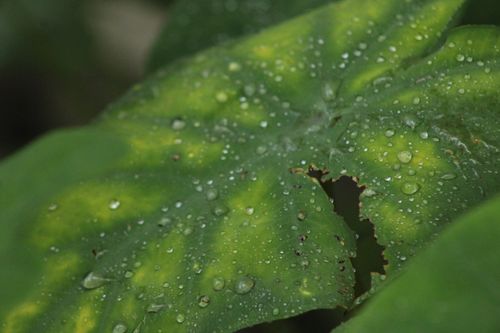 Free Macro shot of green leaves with dew droplets, showcasing natural freshness and texture. Stock Photo