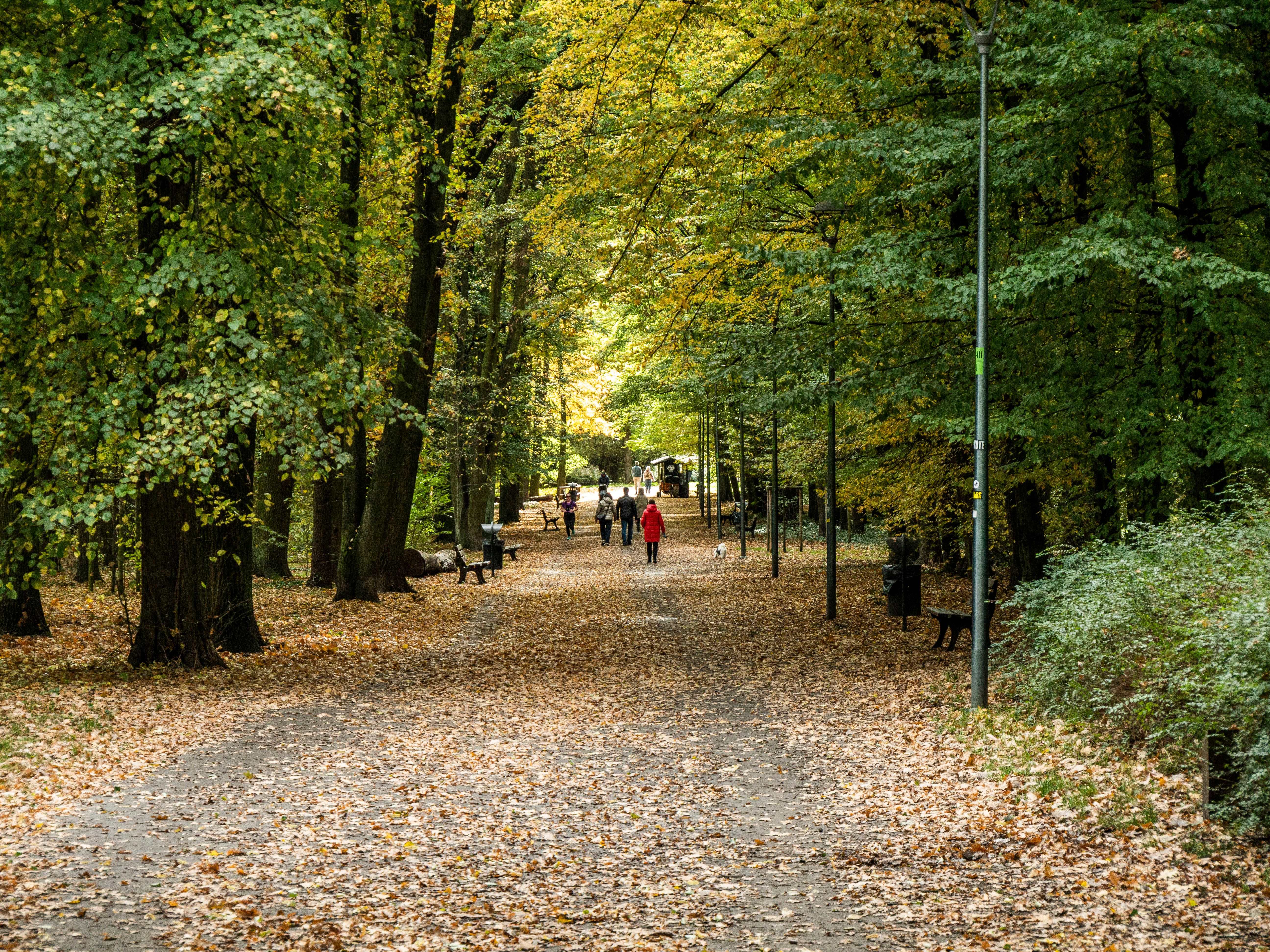 Autumn Stroll in a Leafy Park Pathway · Free Stock Photo