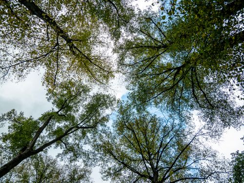 Free Looking up at a peaceful forest canopy with a clear blue sky peeking through. Stock Photo
