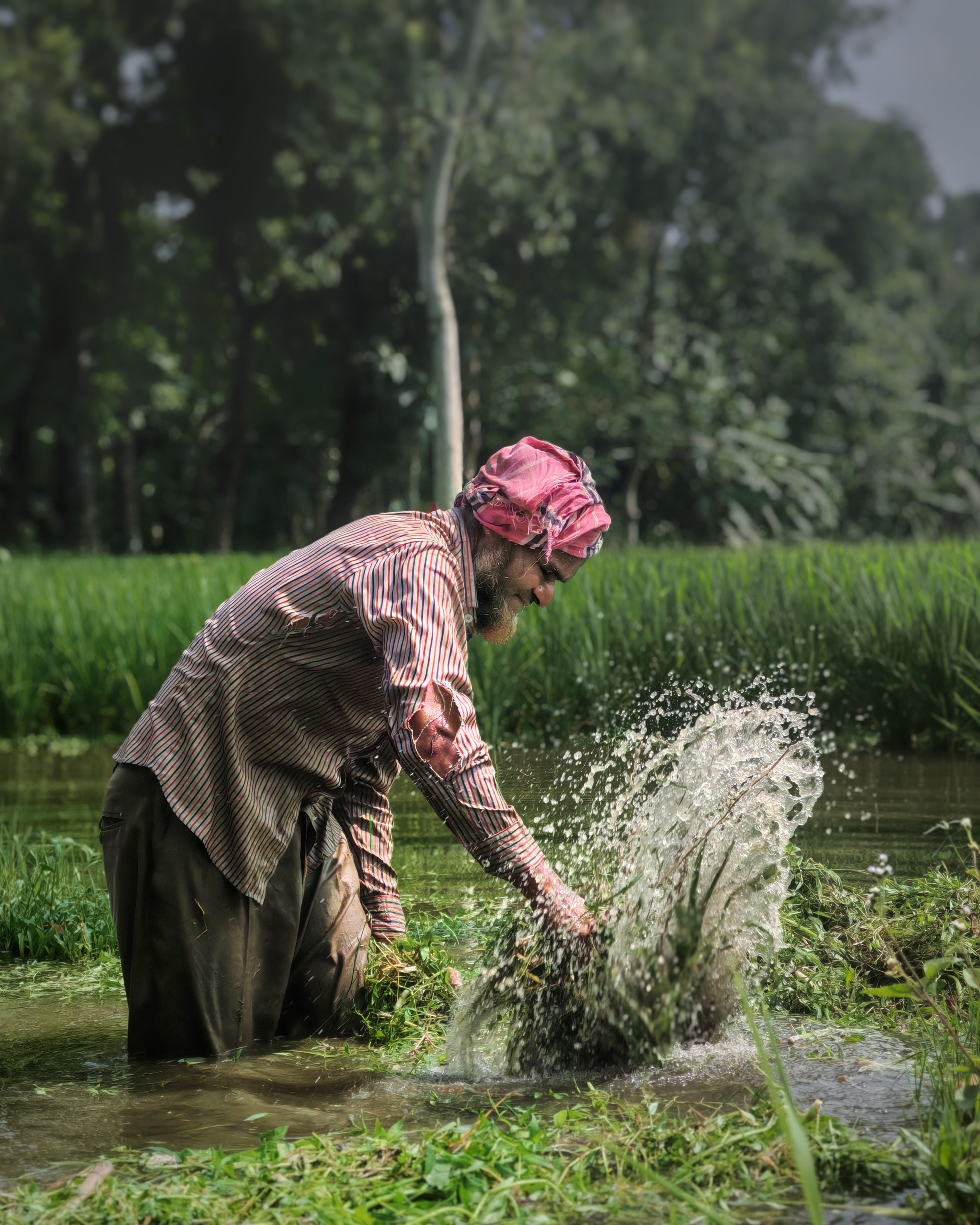 Farmer Working in Lush Green Rice Field · Free Stock Photo