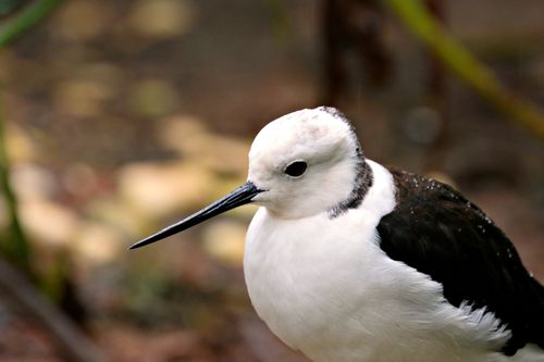 Free Detailed close-up of a Pied Avocet (Recurvirostra avosetta) with blurred natural background. Stock Photo