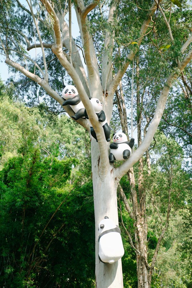 Tree Panda Photos, Download The BEST Free Tree Panda Stock Photos & HD ...
