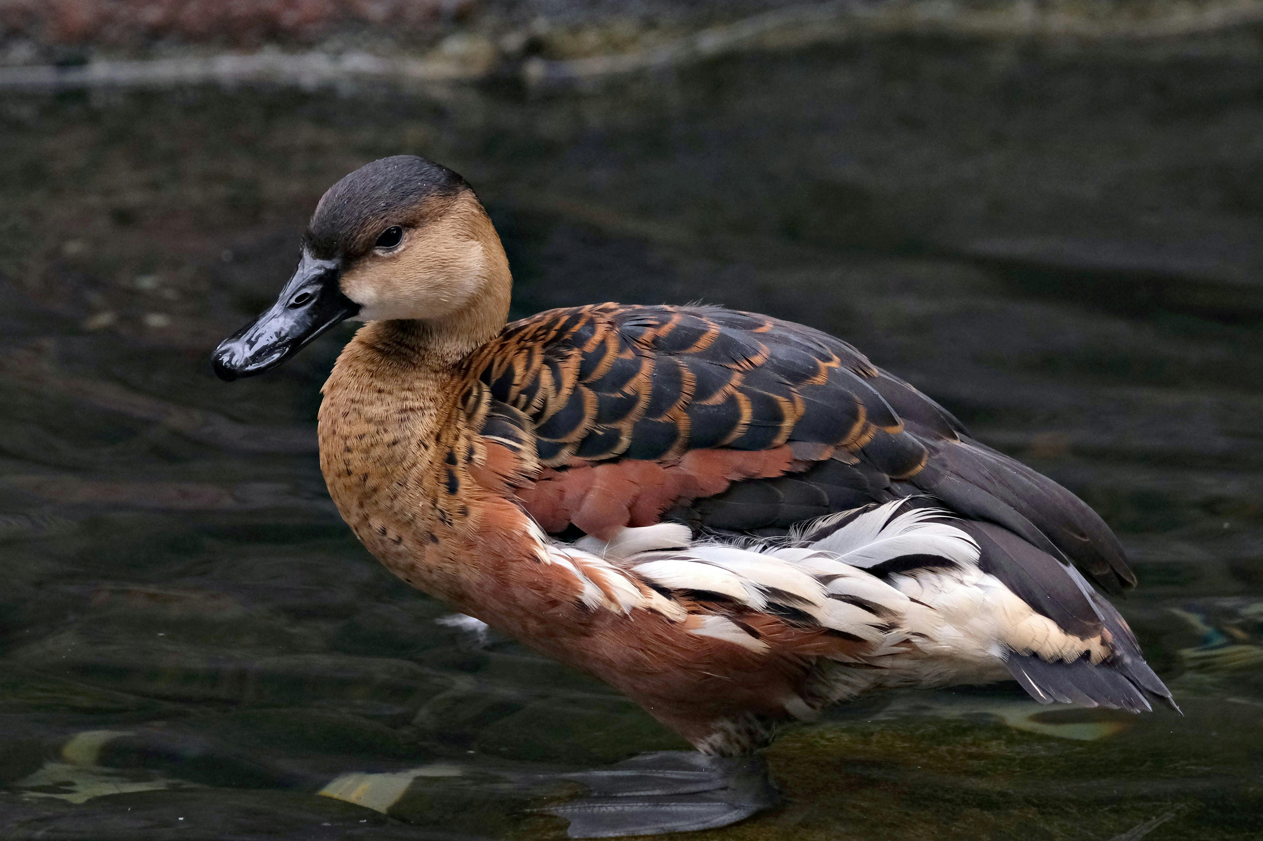 curiosidades sobre patos