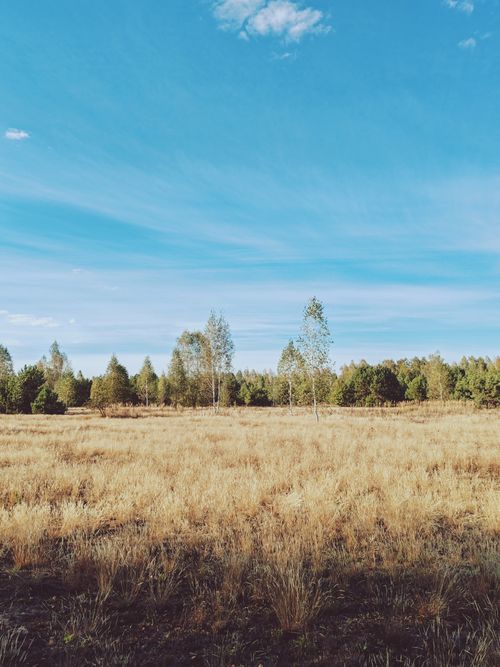 Free A serene autumn landscape featuring a grassy field under a bright blue sky. Stock Photo