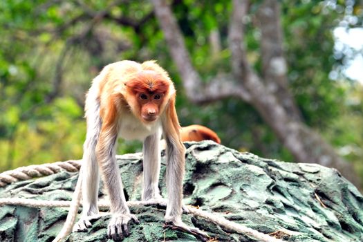 Sipadan diving (advanced) — Borneo