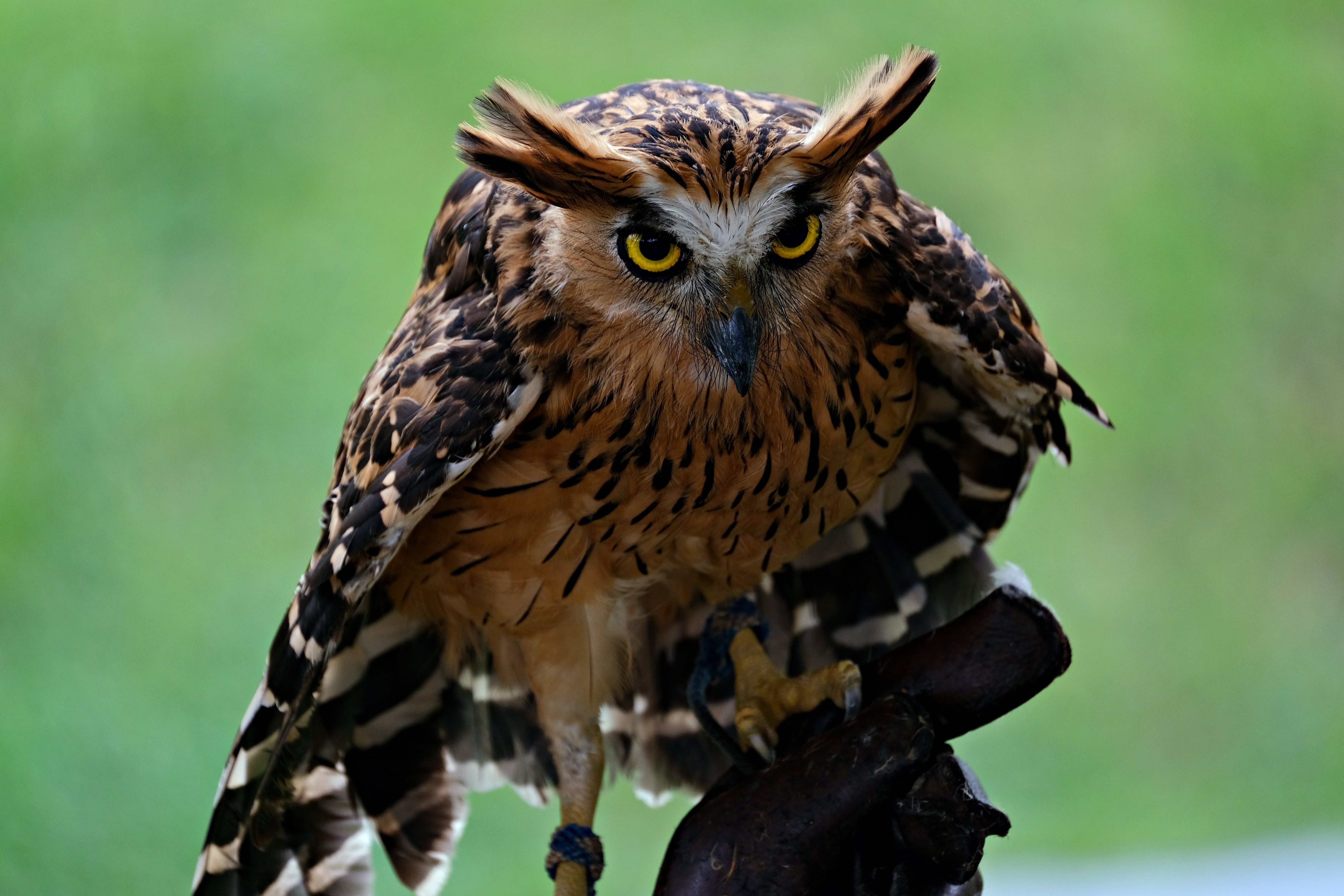 Close-up of a majestic owl with striking yellow eyes · Free Stock Photo