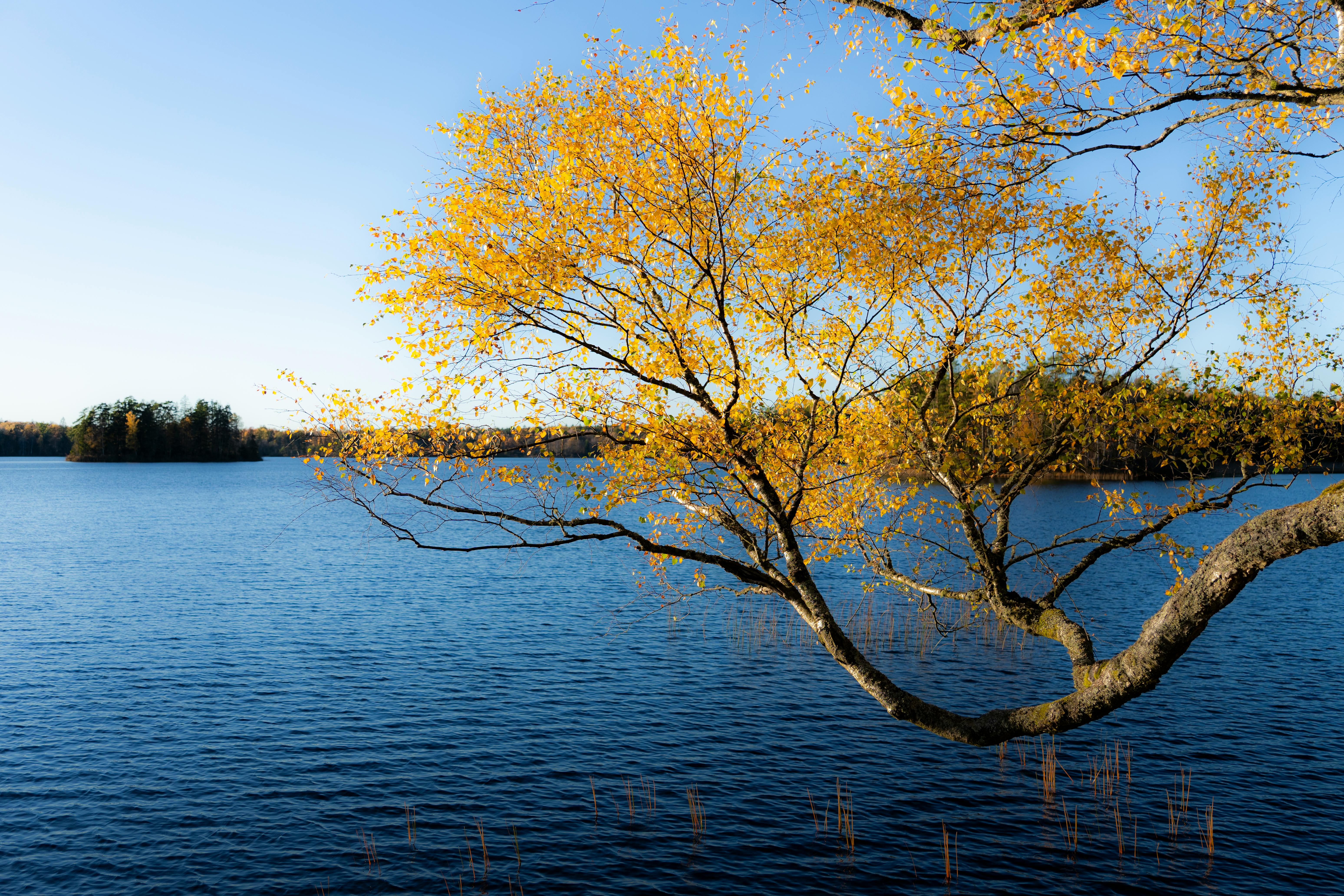 Understanding the Unexpected Minds Buzzword Phenomenon