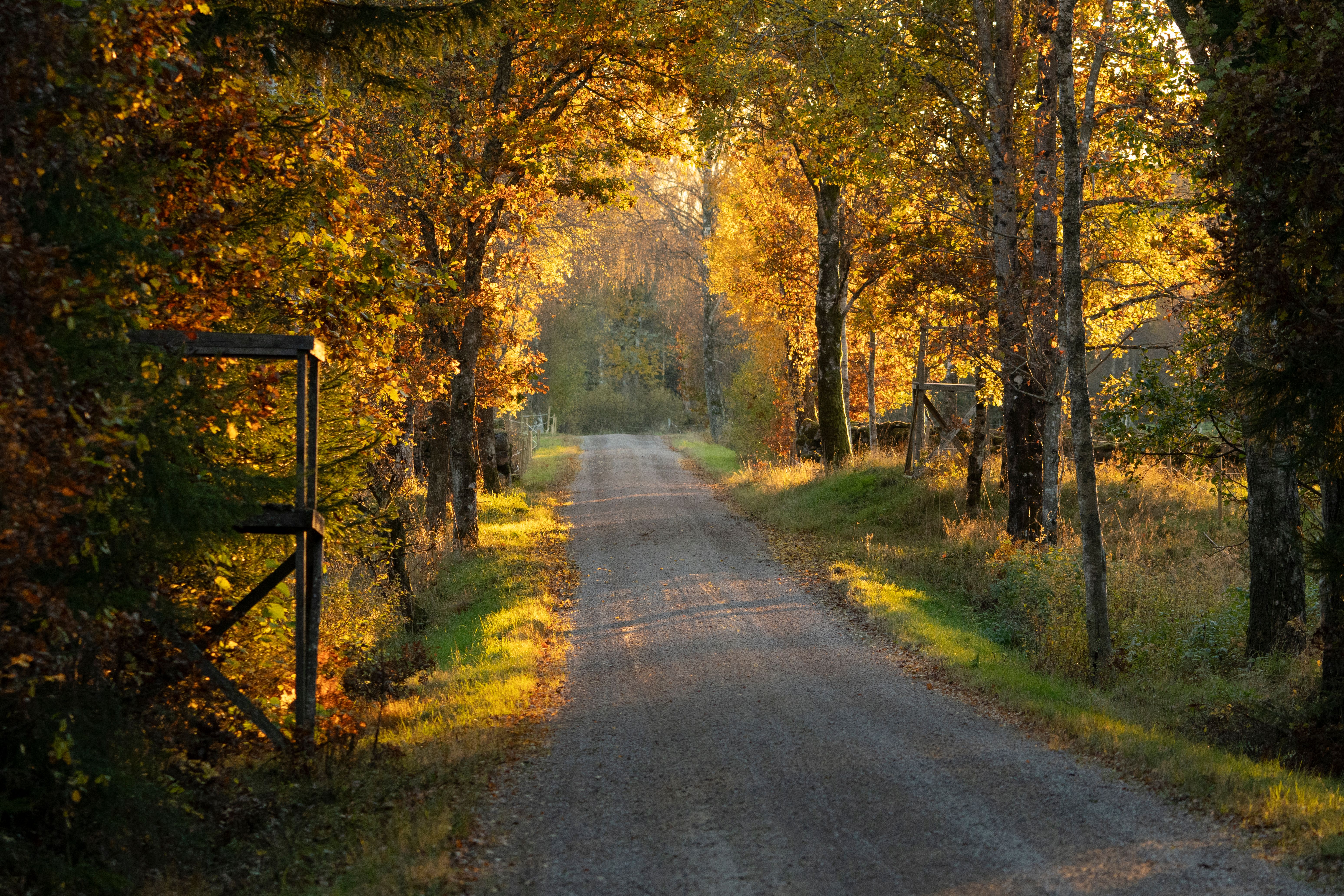 Tranquil gravel road through vibrant autumn forest in Ljungby, Sweden, bathed in golden sunlight.