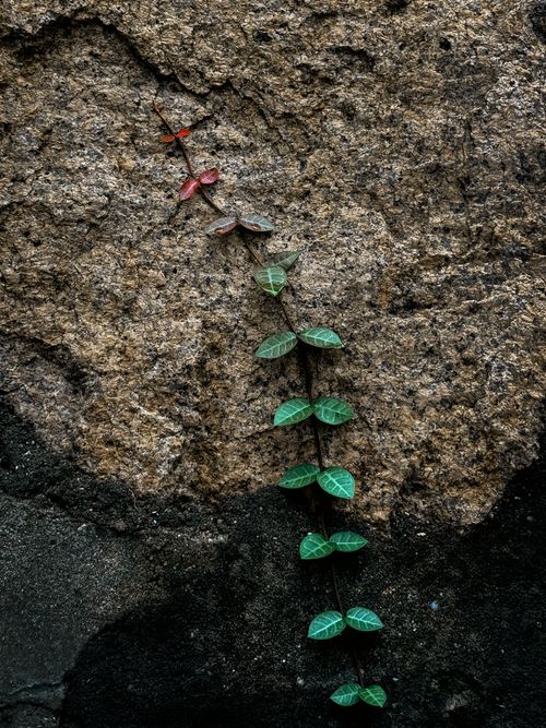 Free A vibrant vine with green leaves climbs a textured rocky surface, showcasing nature's resilience. Stock Photo