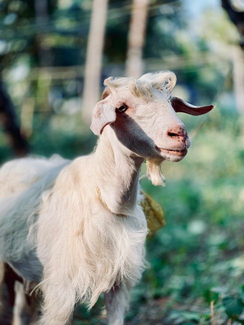 Close-up of a white goat standing in a sunny, green rural setting.
