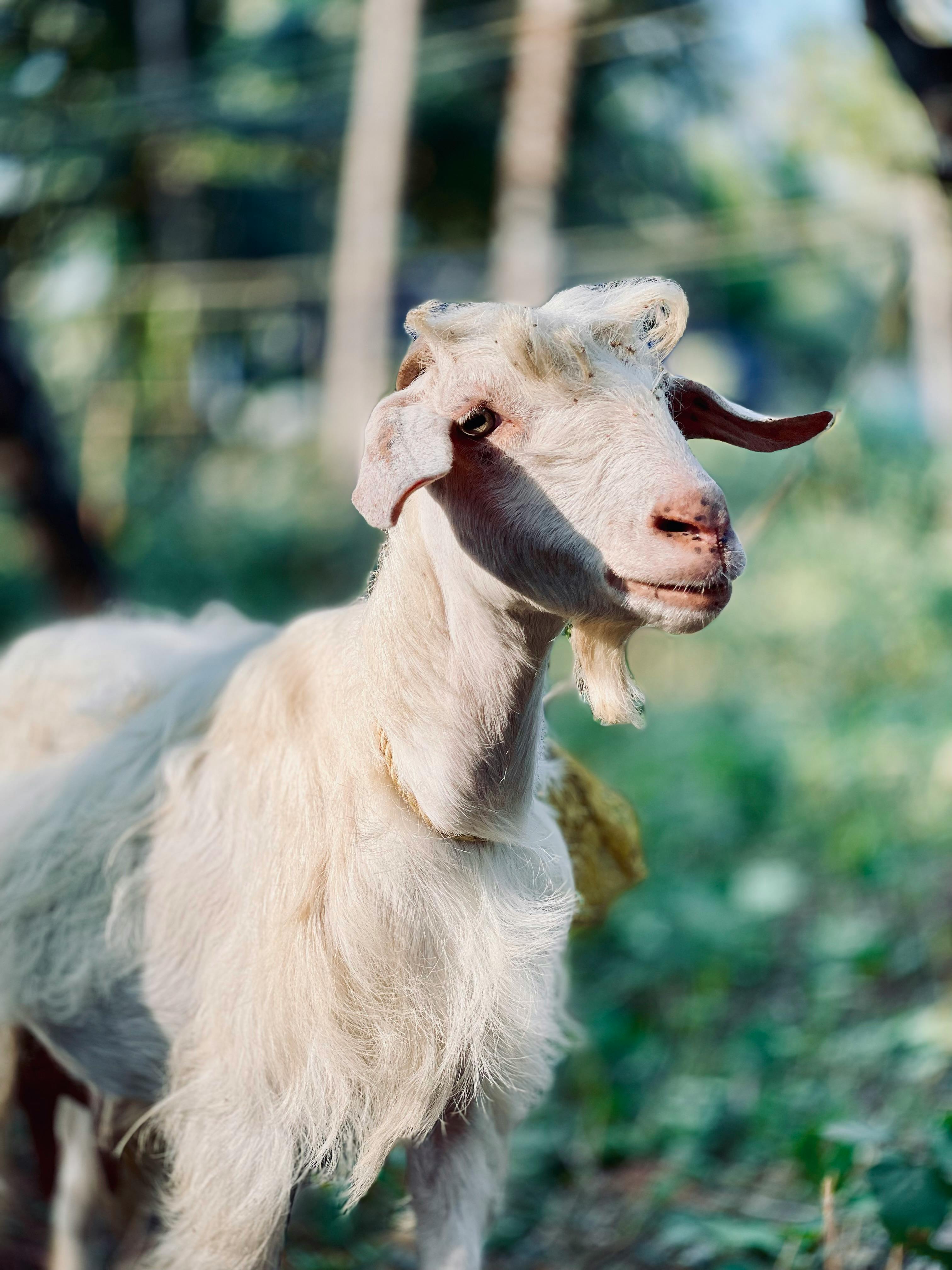 grátis Close-up de uma cabra branca em um ambiente rural ensolarado e verde. Foto profissional