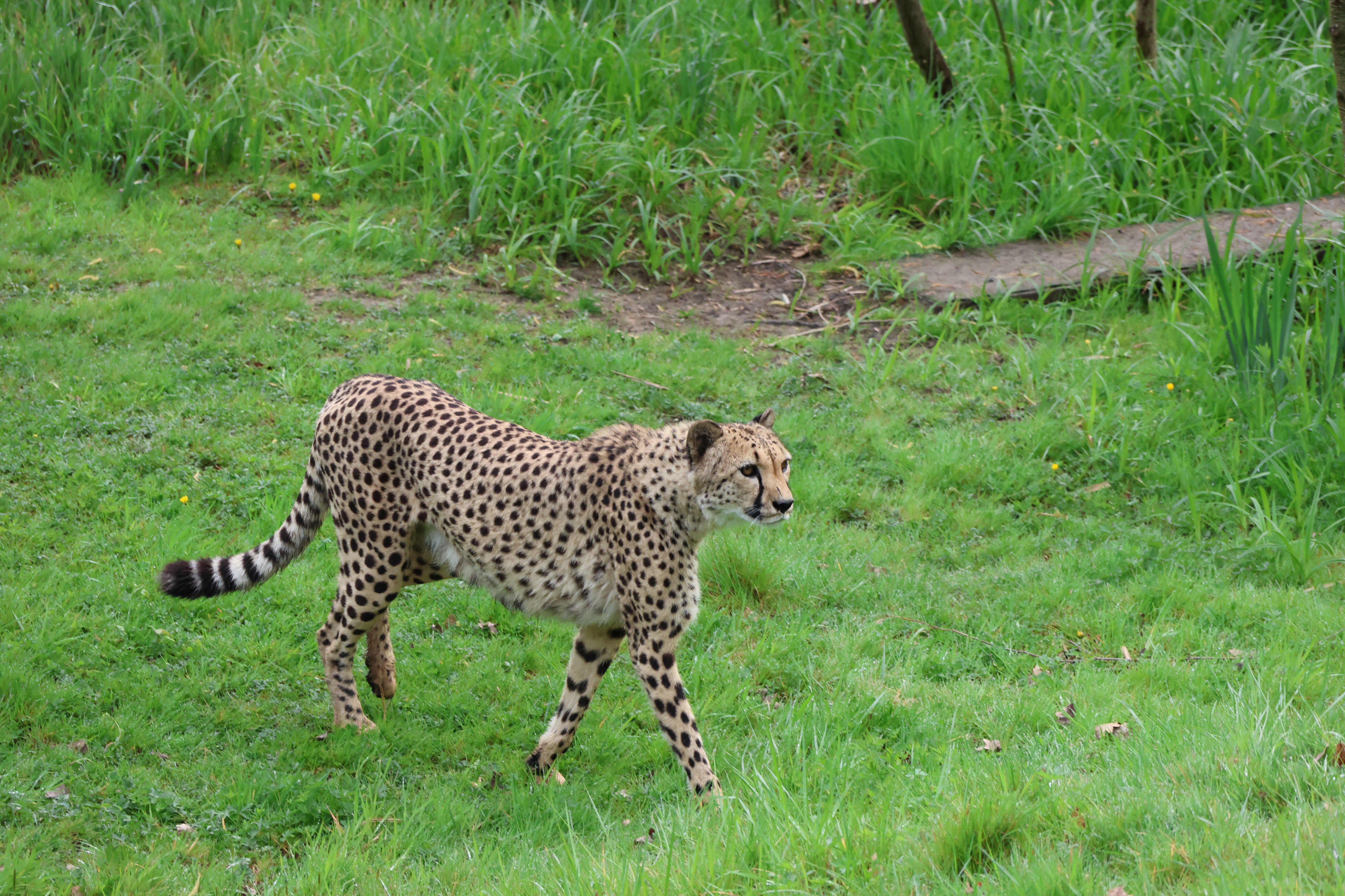 A cheetah gracefully strolling through vibrant green grass in a natural habitat.