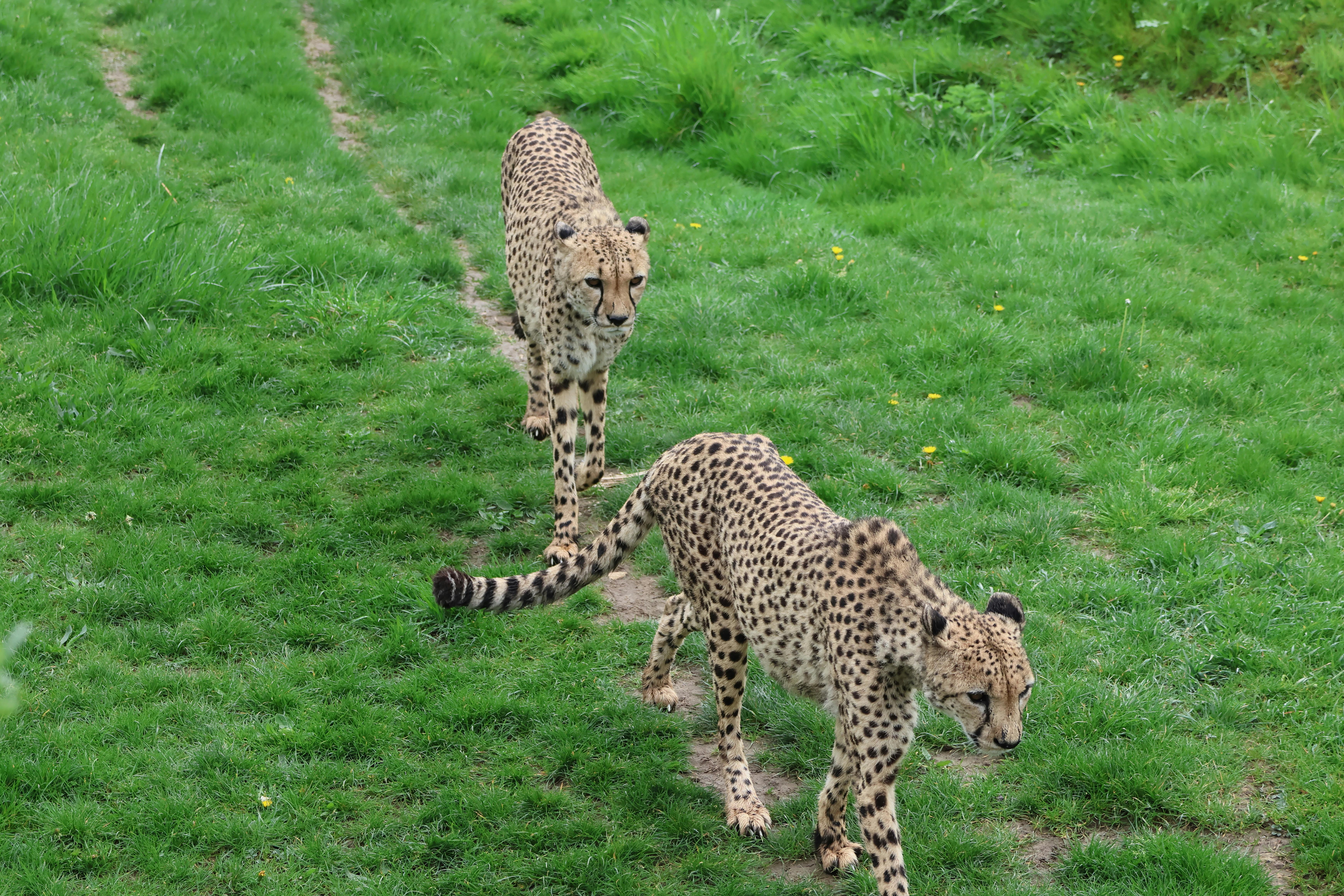 Free Two cheetahs walking on a green grass path, showcasing the beauty of wildlife in nature. Stock Photo