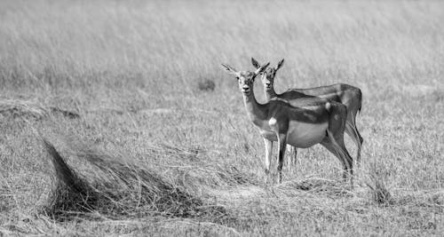 Grayscale Photo of Deers on Grass Field