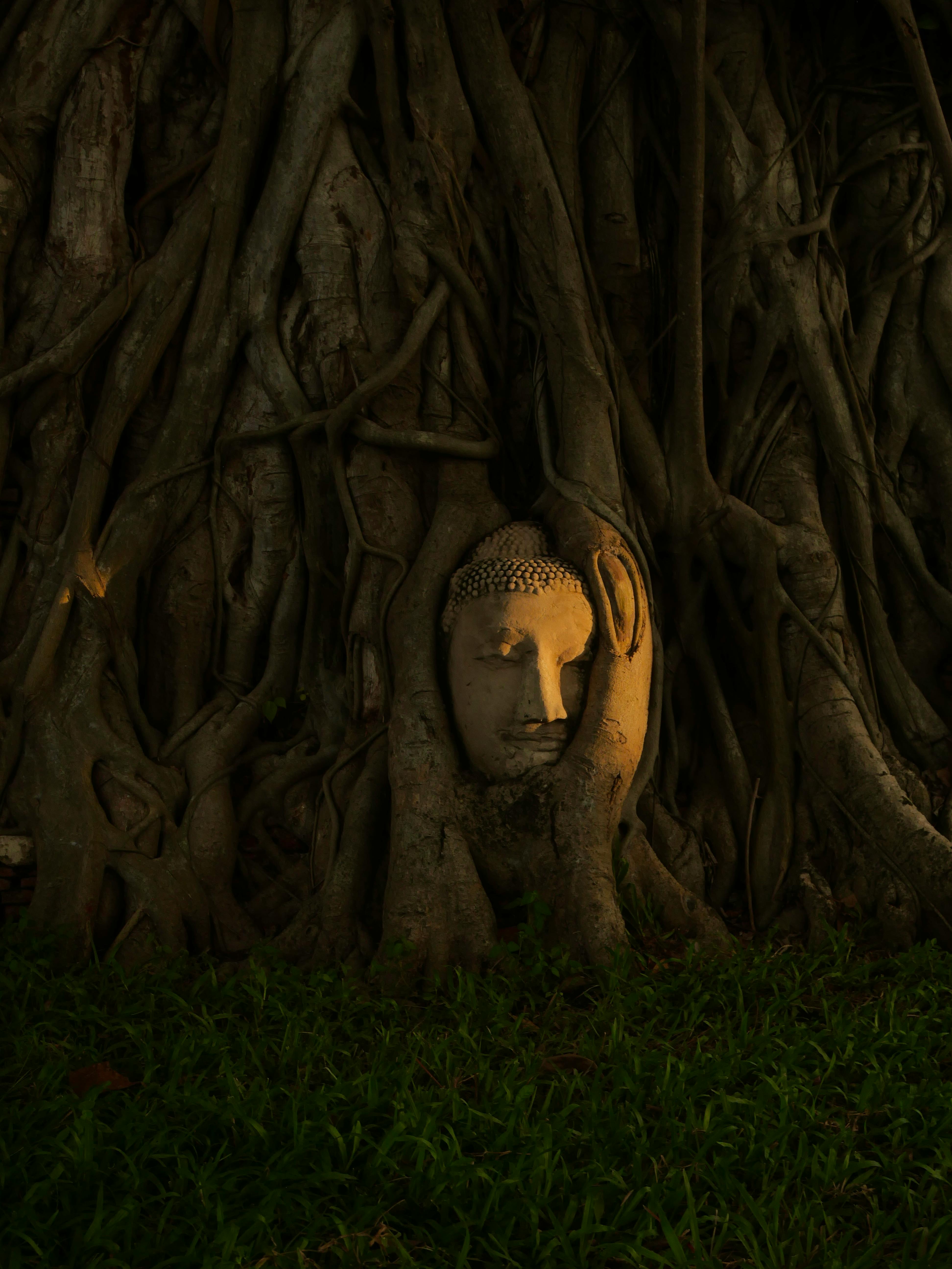 Enlightened Buddha head nestled in banyan tree roots, creating a serene scene.