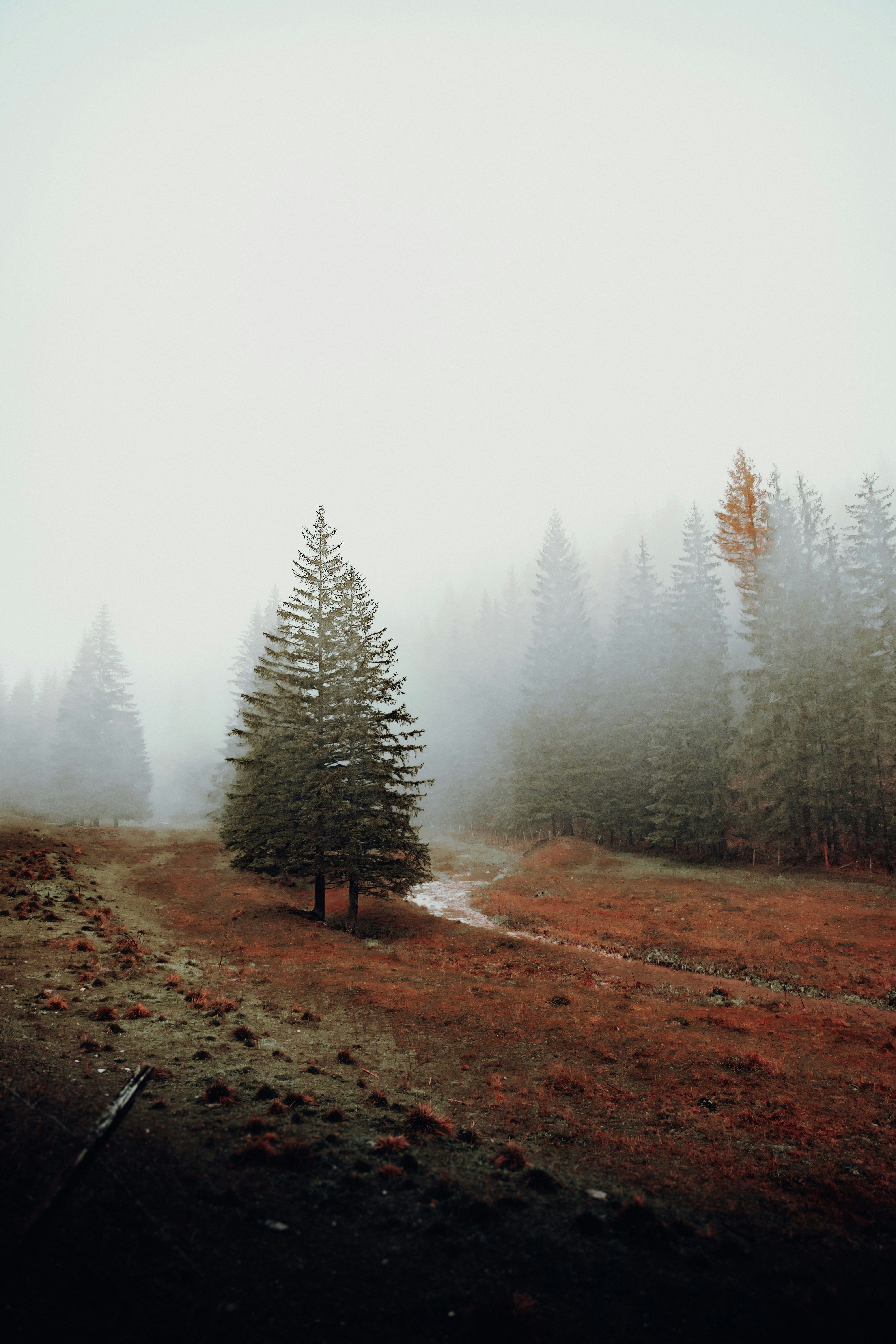 Misty Autumn Forest Landscape with Pine Trees · Free Stock Photo