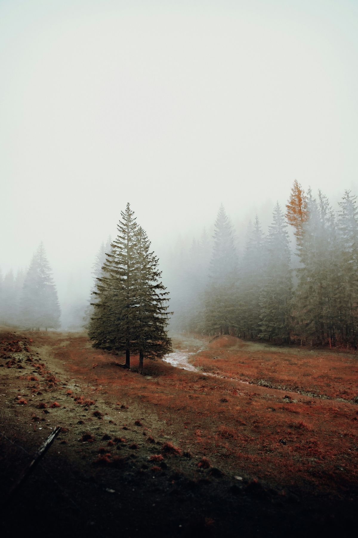 Misty Autumn Landscape with Solitary Pine Tree · Free Stock Photo