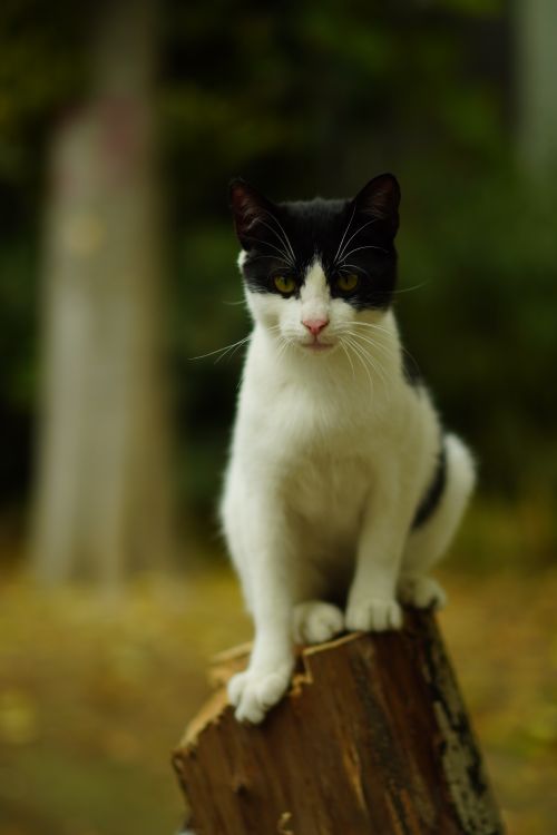 Free Adorable black and white cat perched on a tree stump in a peaceful outdoor setting. Stock Photo