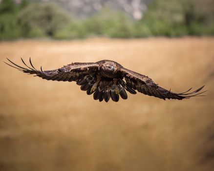 eagle photo