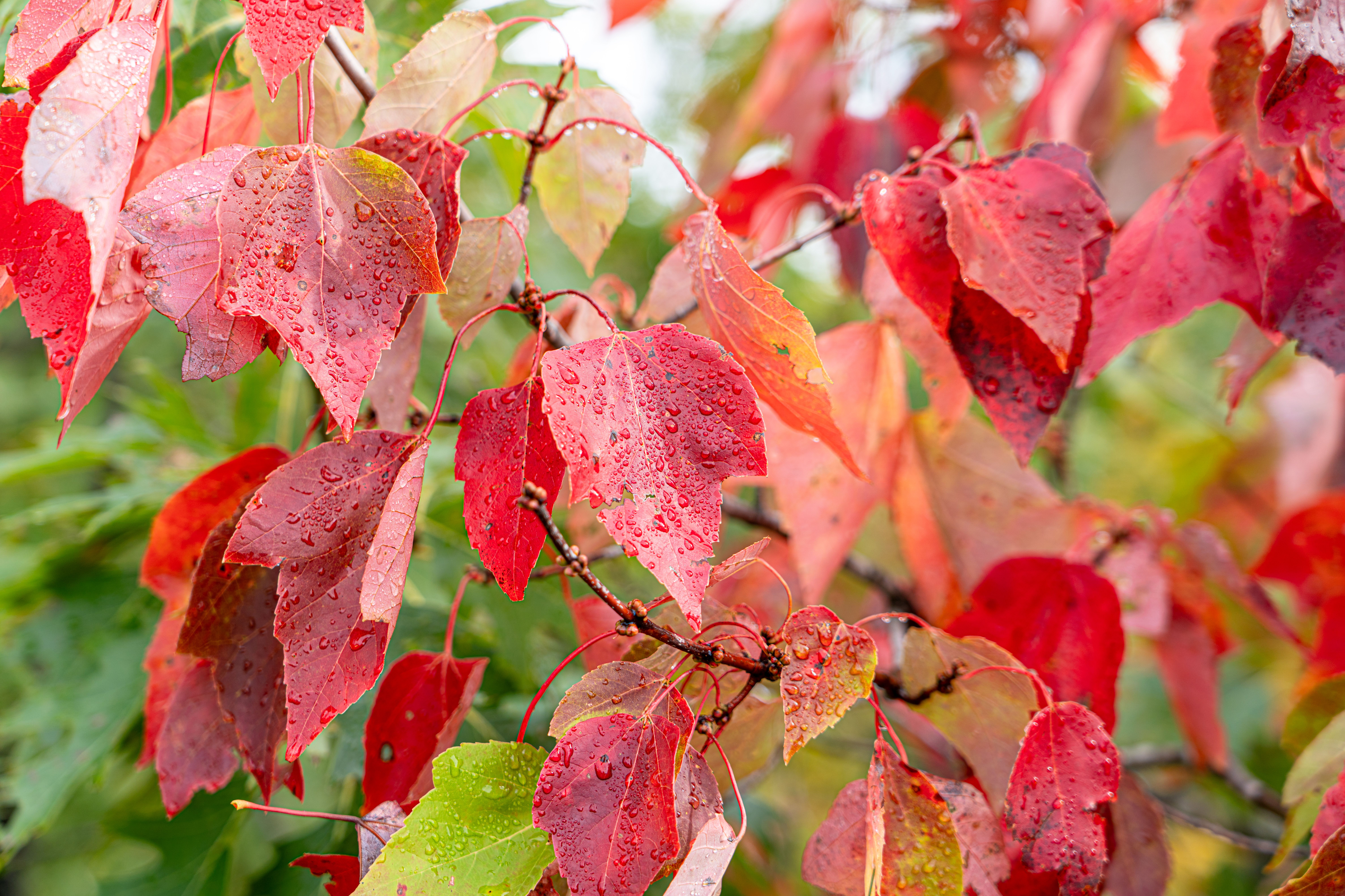Red maple leaves holding moisture during cool autumn weather