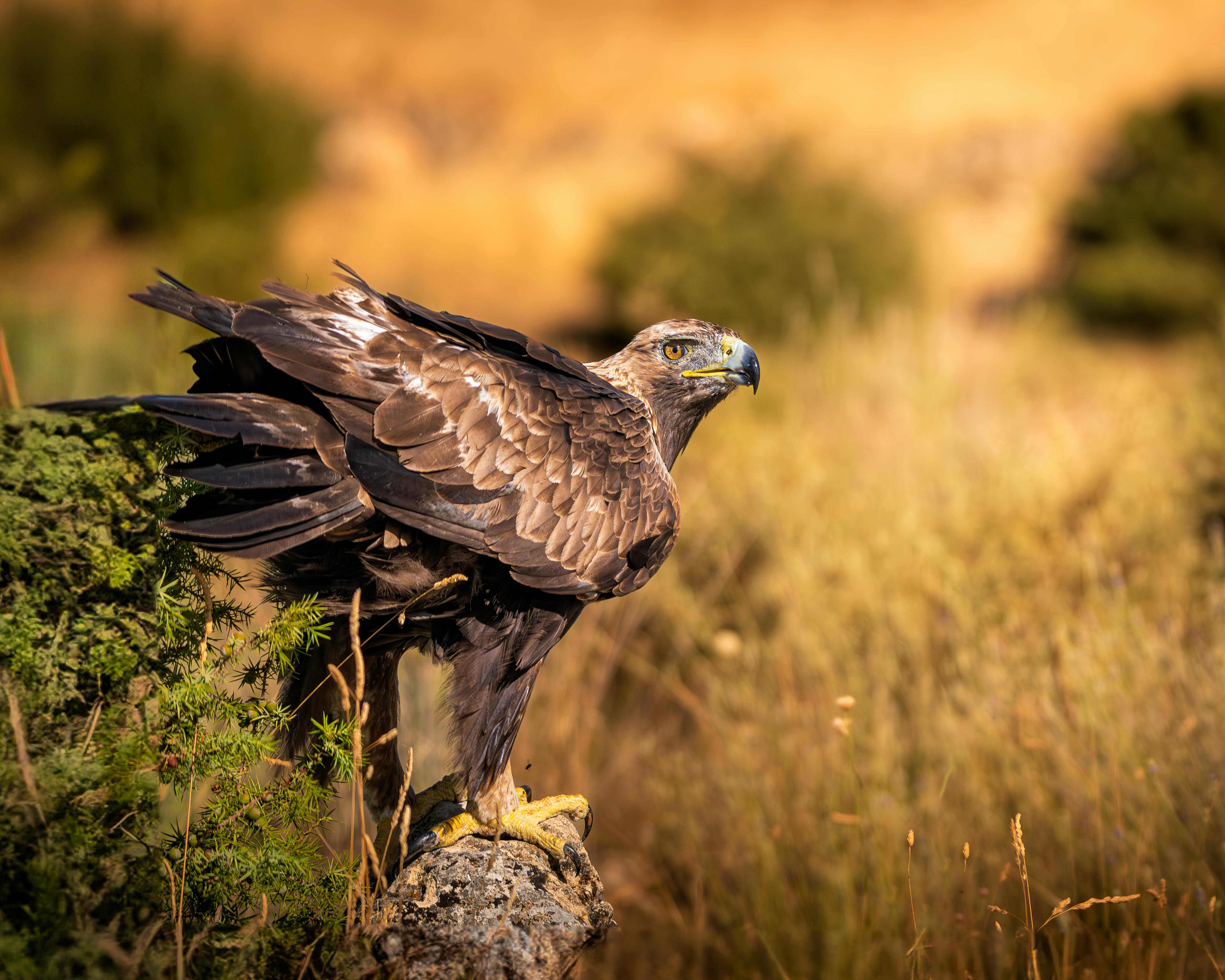 Golden Eagle perched on a rock in a grassy field surrounded by warm sunlight, showcasing natural beauty.