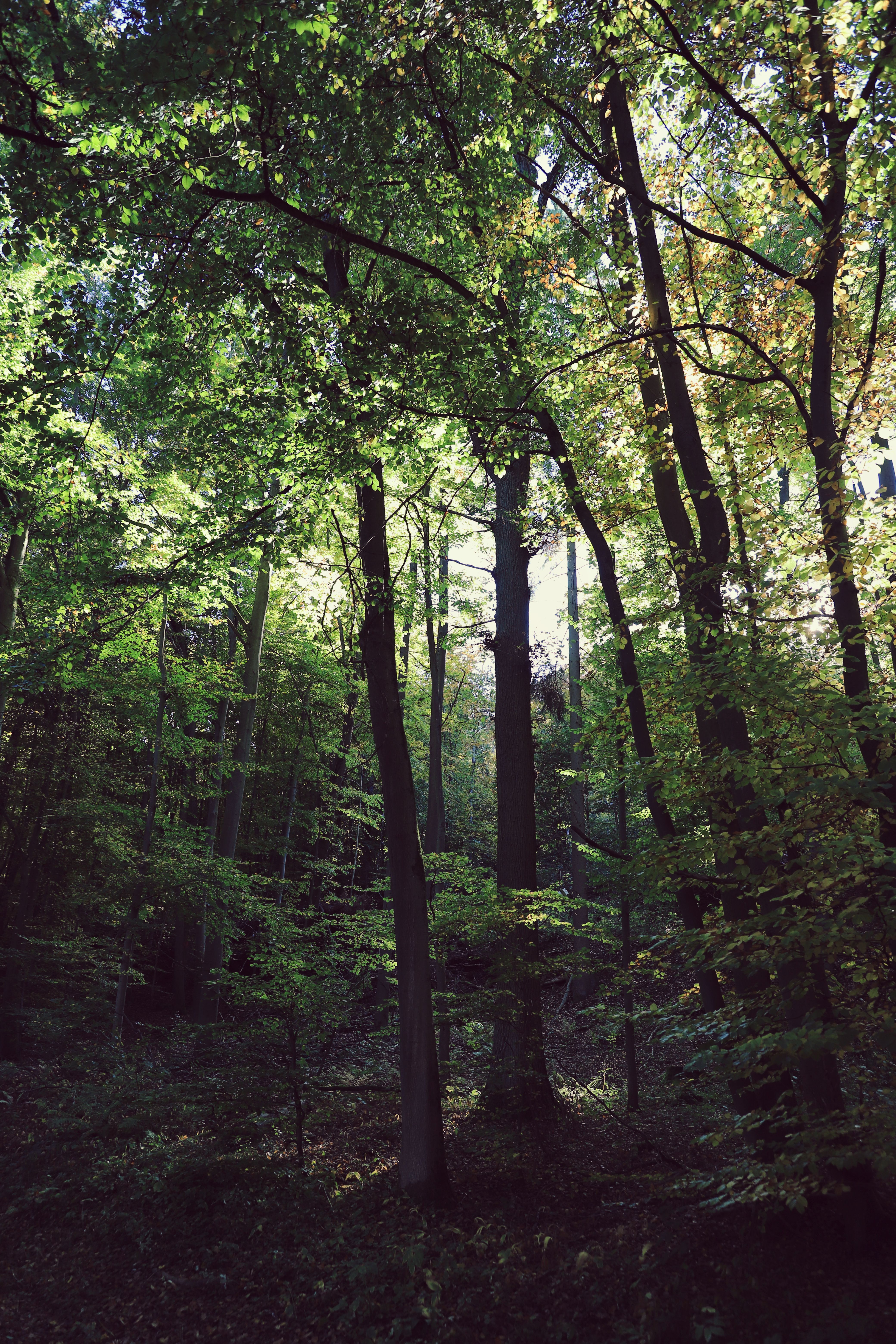 Tranquil forest scene with sunlight streaming through lush green trees in Germany.