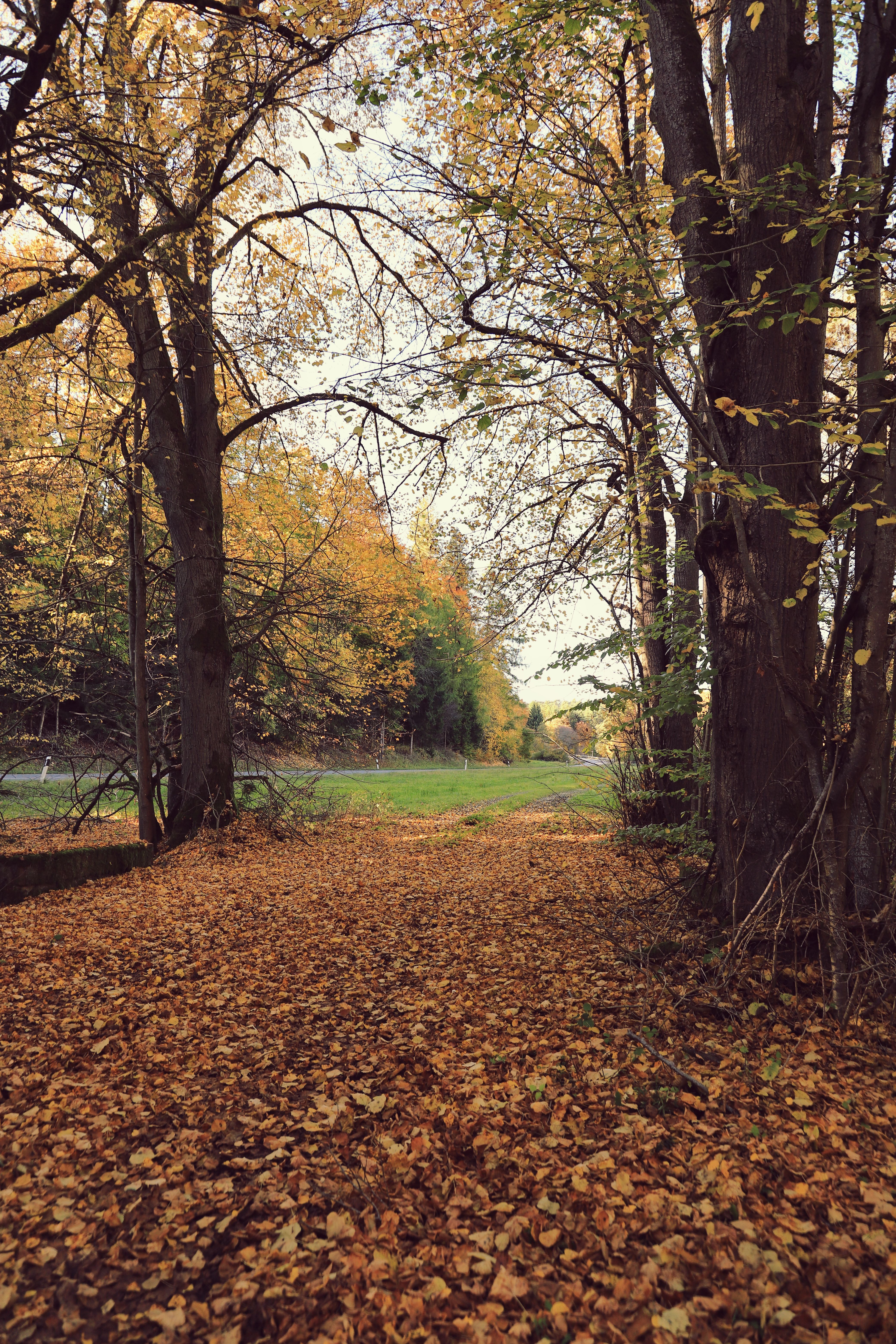 Serene Autumn Forest Pathway with Falling Leaves · Free Stock Photo