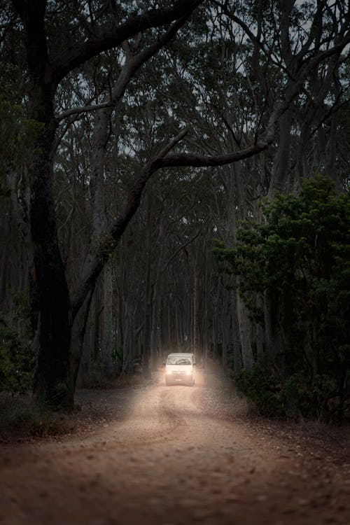 White Vehicle in the Forest 