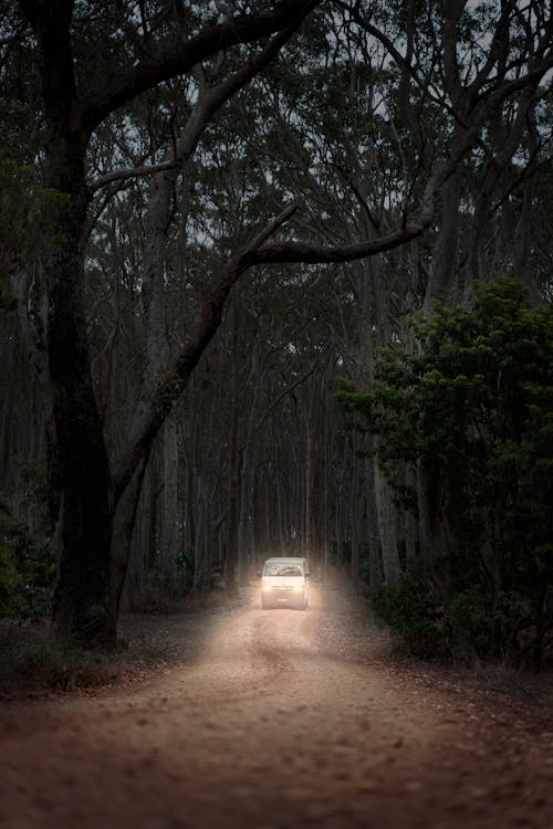 Free White Vehicle in the Forest  Stock Photo