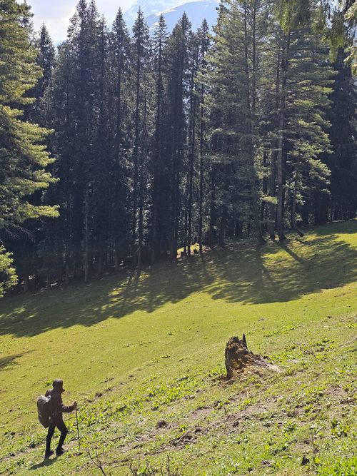Free A lone hiker with a backpack walks through a serene pine forest under the bright sunlight. Stock Photo