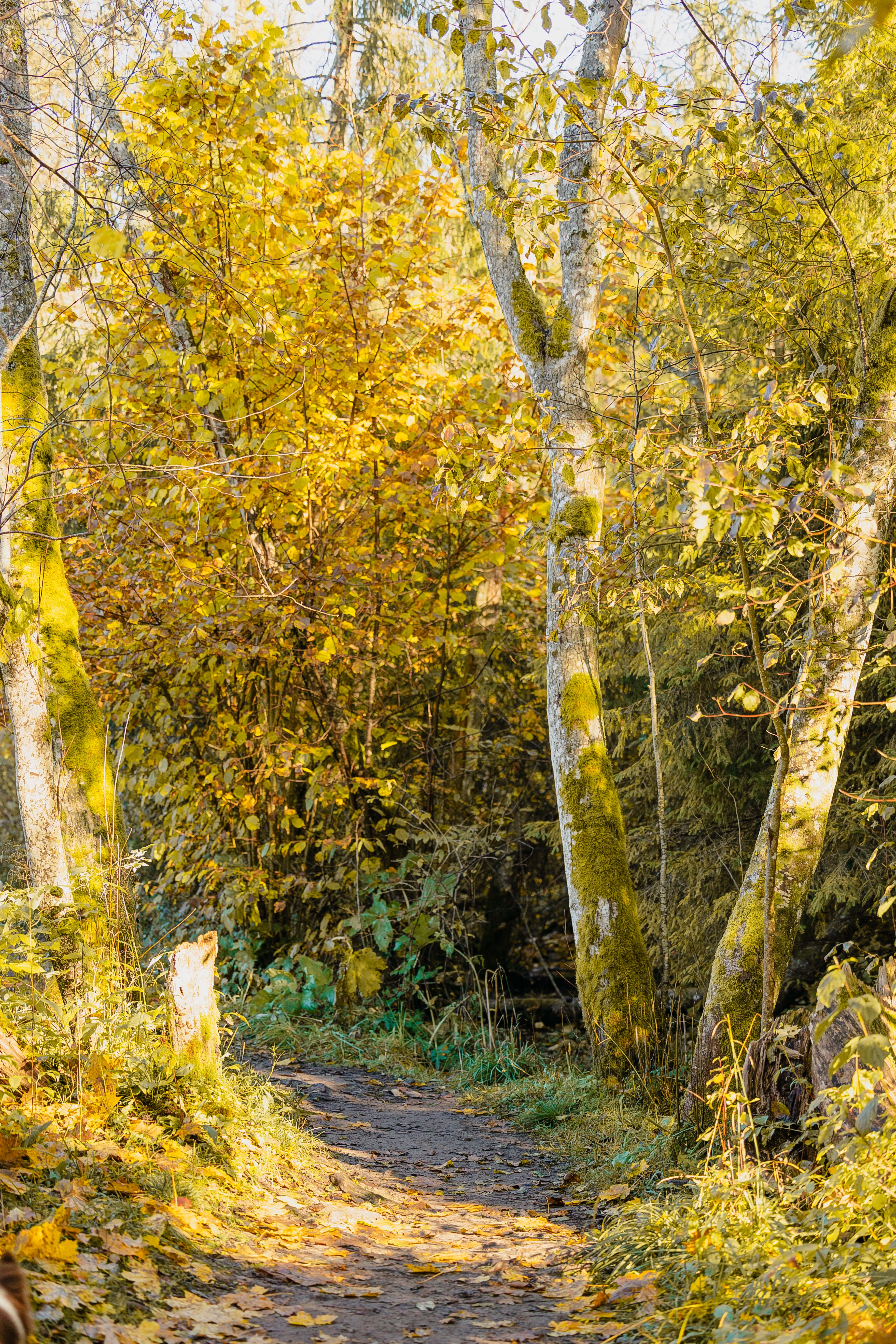 Autumn Forest Pathway with Golden Foliage · Free Stock Photo