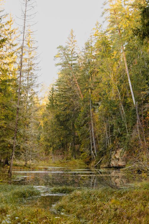 Free Tranquil autumn forest scene with a reflective lake surrounded by tall trees. Stock Photo