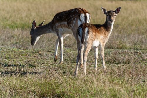 Free Two roe deer grazing in a sunlit autumn meadow, showcasing wilderness and natural beauty. Stock Photo