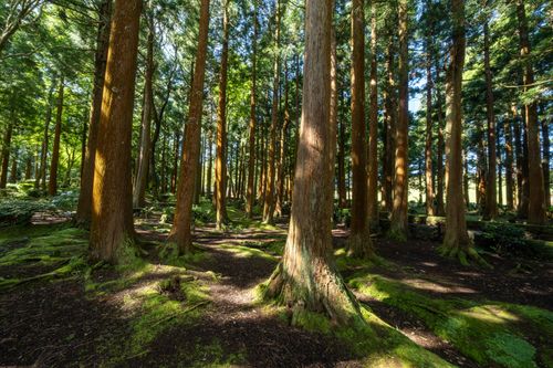 Free Tall trees in a sunlit forest creating a natural serene ambiance. Stock Photo